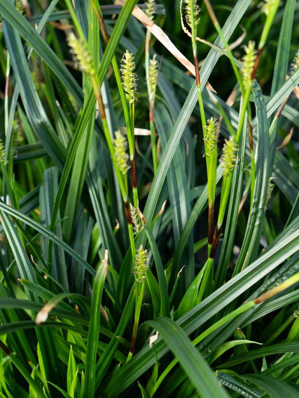     (Irish Green) 1
