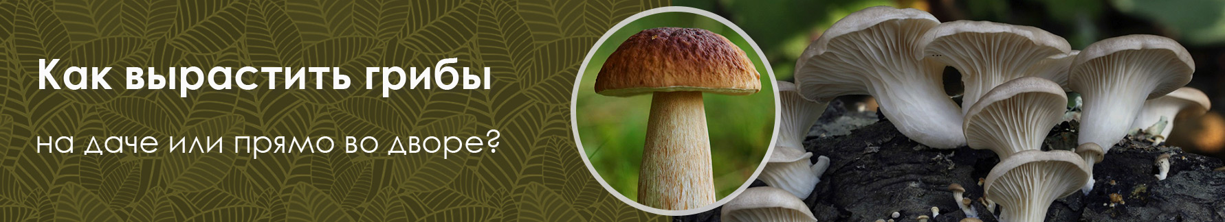Как вырастить грибы из мицелия