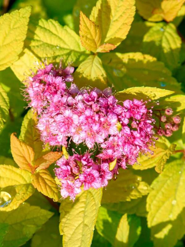 ������ �������� Goldmound �3