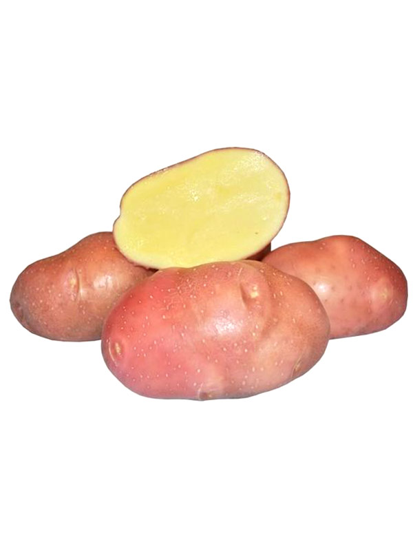 Беллароза картофель описание с фото