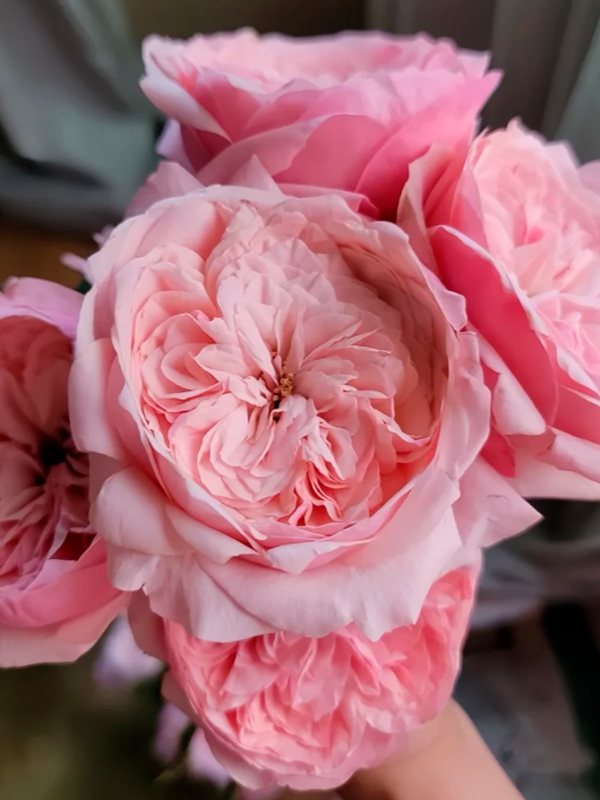 ���� ��������� ���� (Victorian Pink) �����-���������