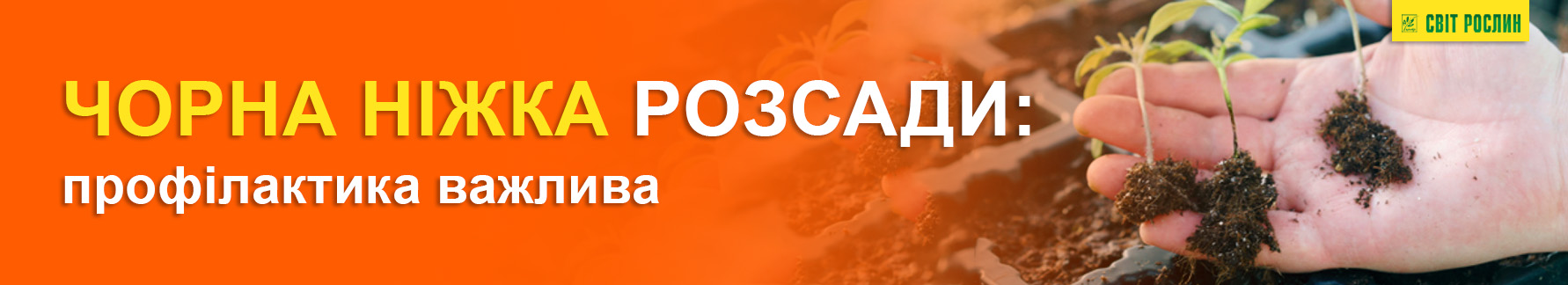 Черная ножка рассады: профилактика важна Черная ножка рассады: профилактика важна