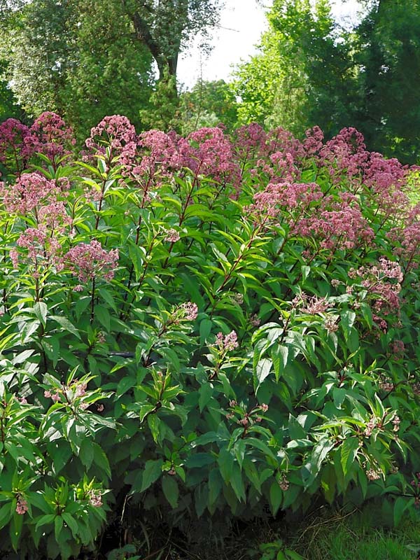    (Atropurpureum) 2
