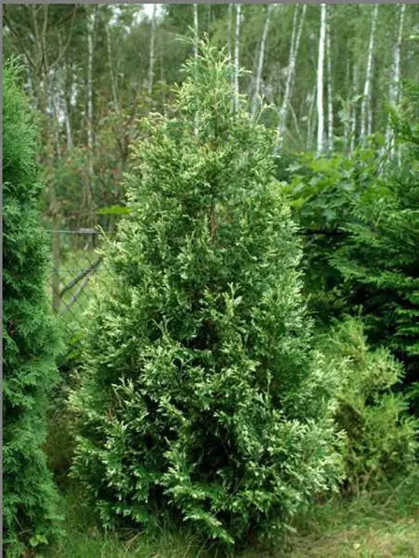     (Smaragd Variegata) P9