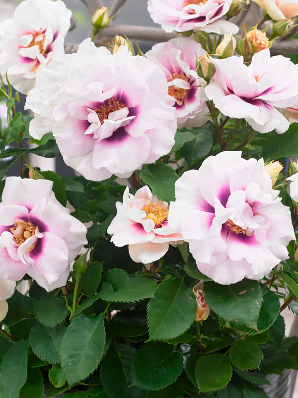 ������� ��� �� � (Eyes for You) ���������