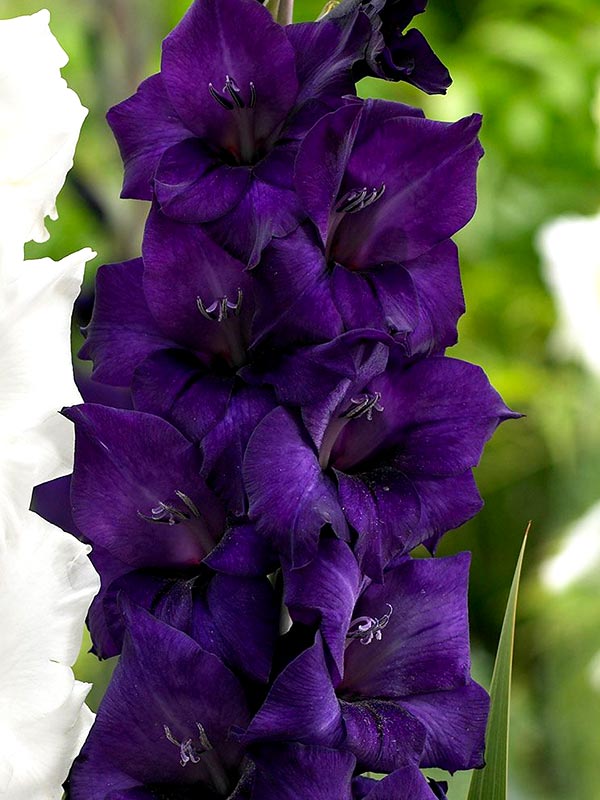 Гладиолус Purple Flora Крупноцветковый 12/14 (3 шт) 