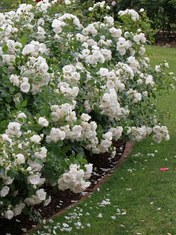     (Aspirin Rose) 4