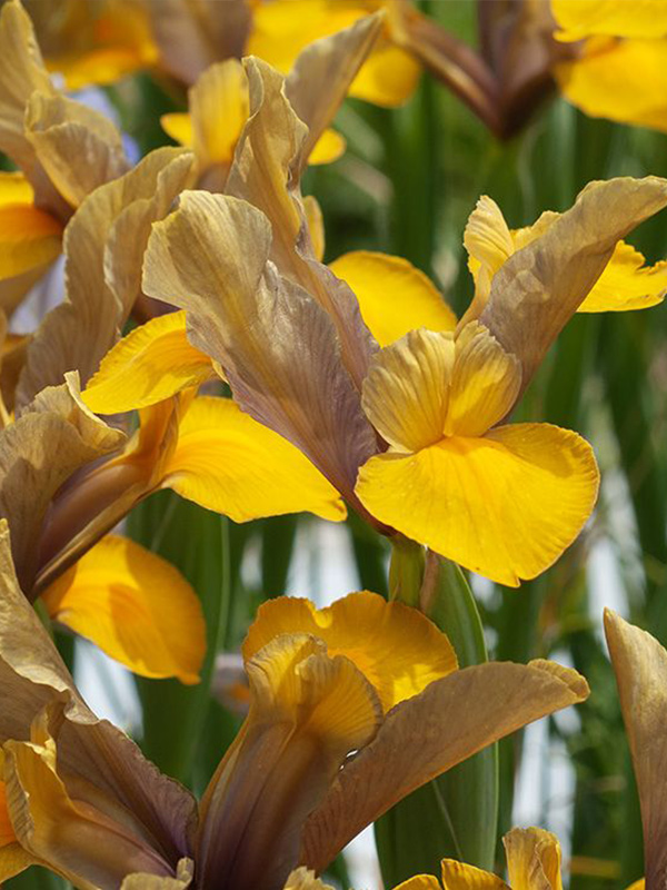 ���� Bronze Perfection 6/7