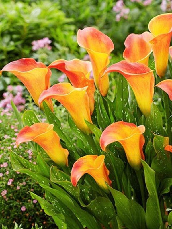 ����� Royal Pumpkin 14/16