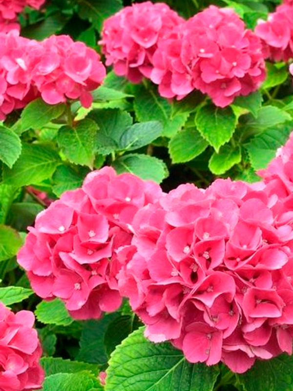 ��������� ������������ (Alpengluhen) ������������� �3