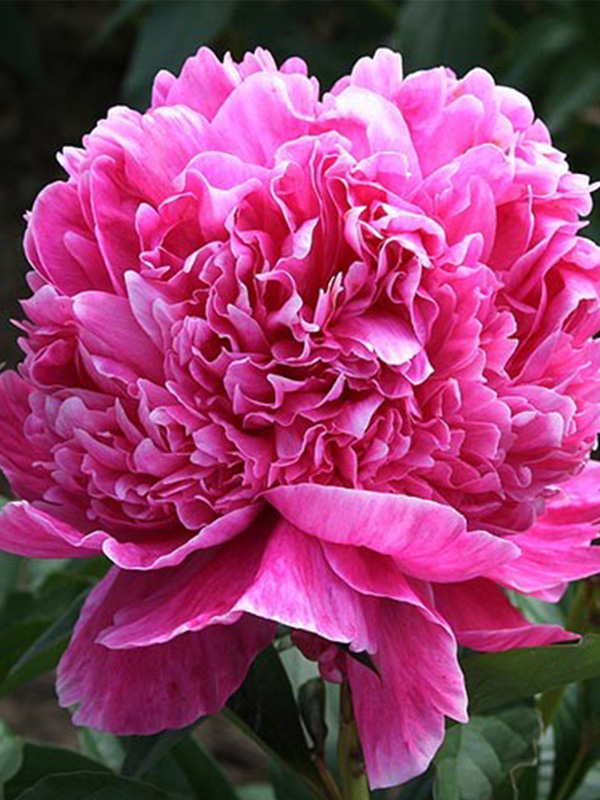 ϳ����� Barbara 2/3