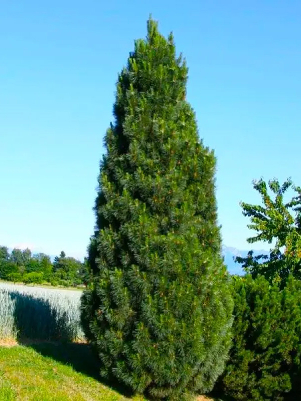 ����� ������ ����������� (Pyramidalis) �2
