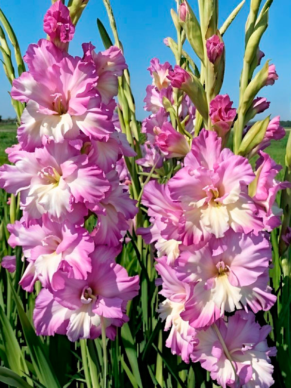 �������� Cera Corfinio ���������� 12/14