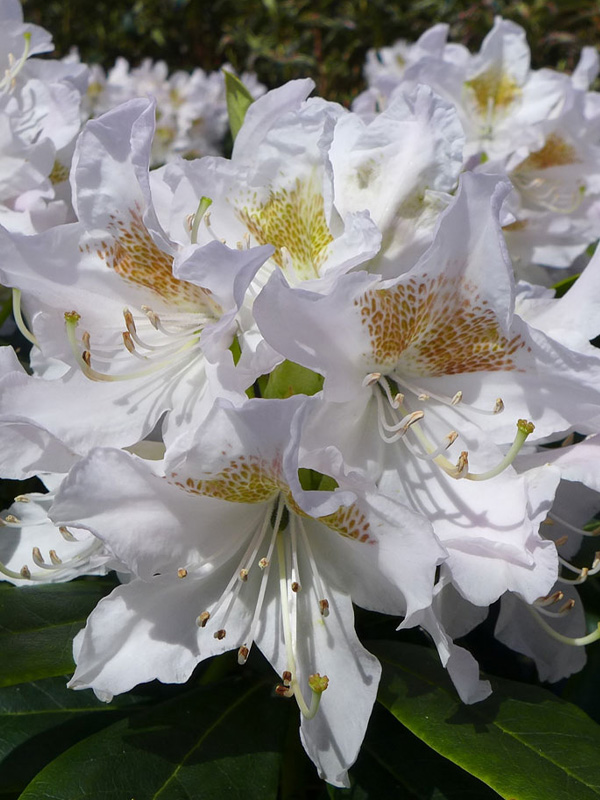    (Cunningham`s White) 3
