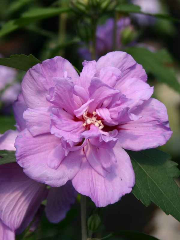 ó   (Ardens) 3