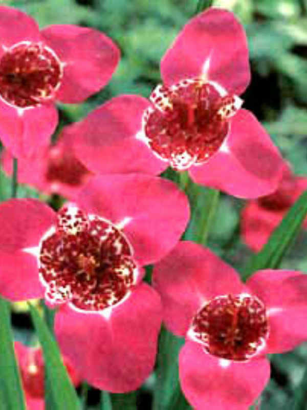 Тигридия Розовая (5 шт) 