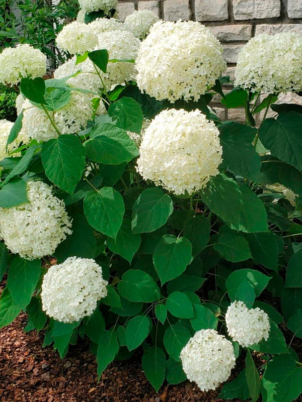 ��������� �������� (Annabelle) ����������� 25-35 �� C3