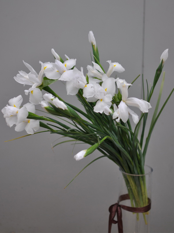  Hollandica White Magic 7/8