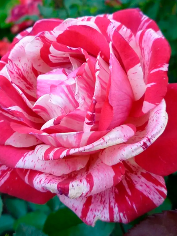 ���� ������� �������� (Pestraja Fantazija) �����-���������