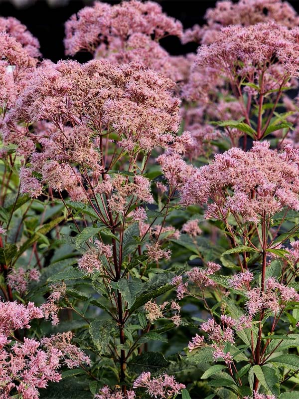    (Atropurpureum) 2