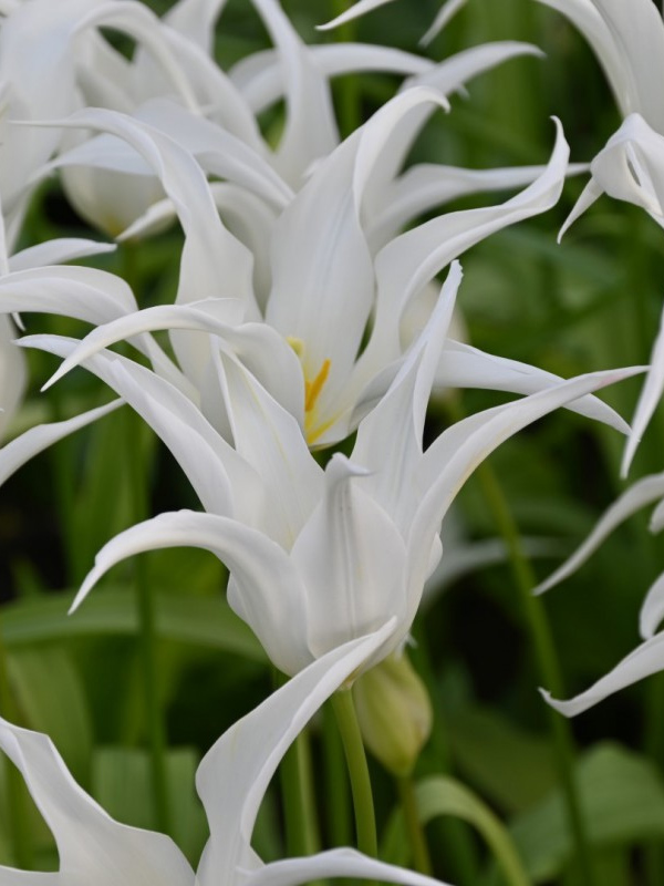  White Star  