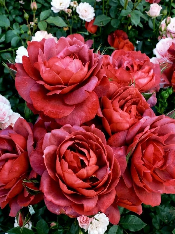 ������������ (Terracotta) �����-�������, ��.