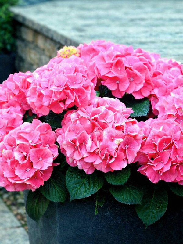 ��������� ������������� Rosita �3