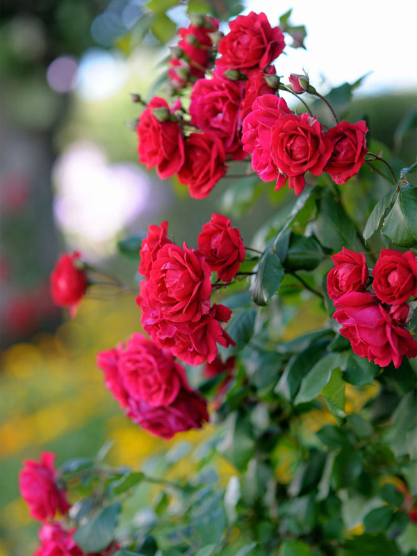   (Symphaty) 4