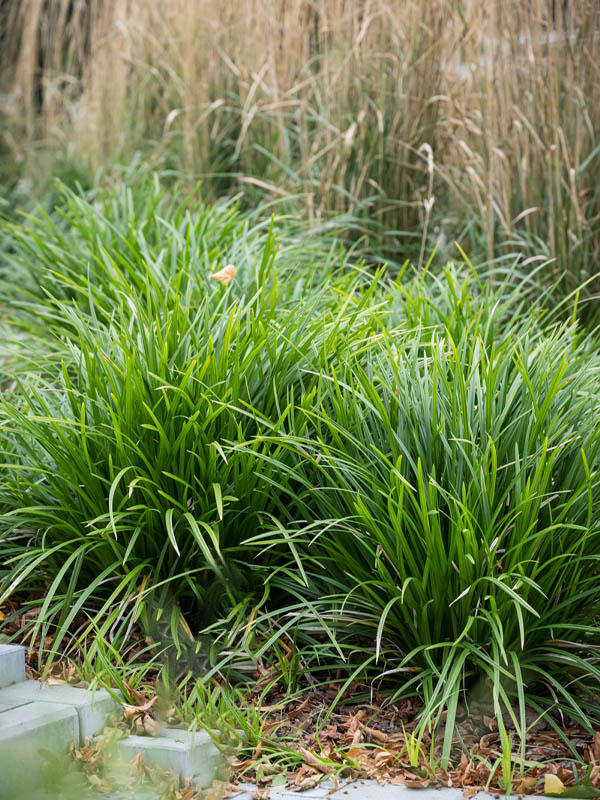     (Irish Green) 1