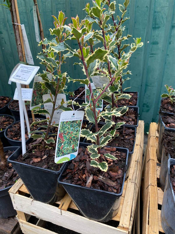    (Argentea Marginata) 3