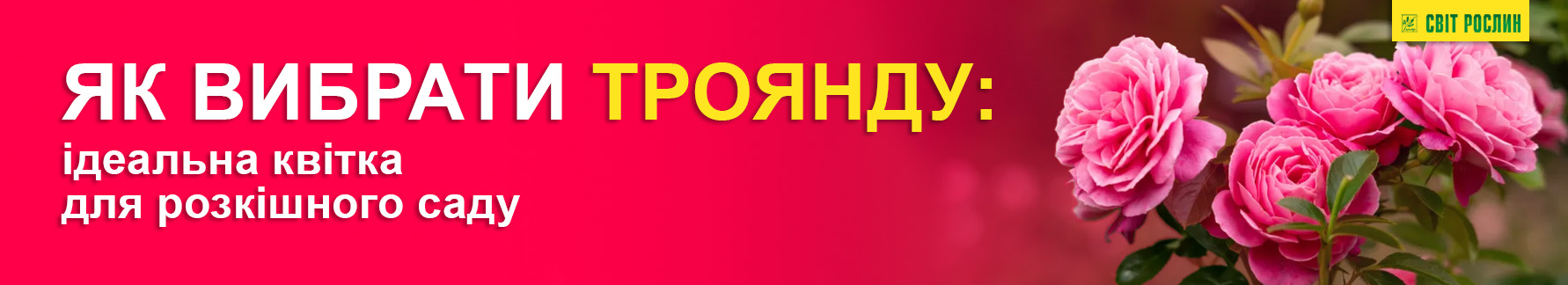 Как выбрать розу: идеальный цветок для роскошного сада Как выбрать розу: идеальный цветок для роскошного сада