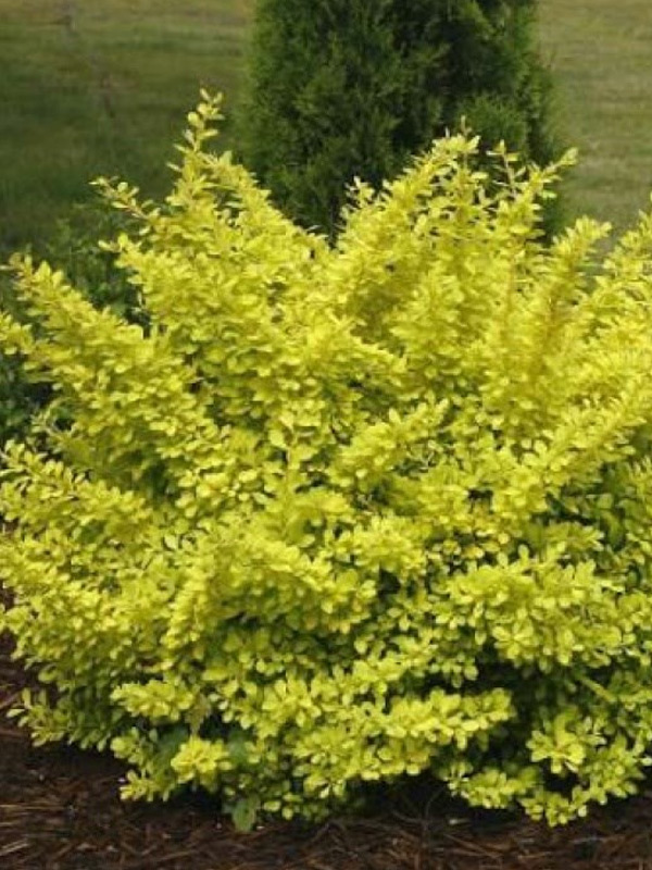 �������� �������� ����� (Aurea) �2