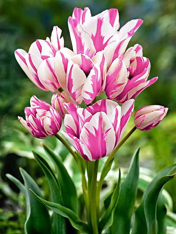 Тюльпан многоцветковый белиция фото и описание