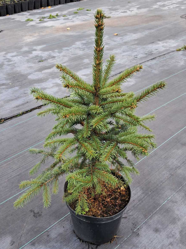   (Picea pungens Glauca) 7,5 (0,8-1 )