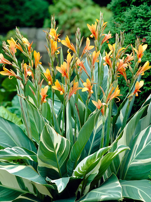 ����� Stuttgart