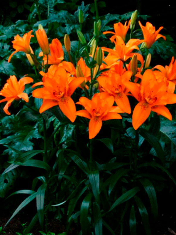 ����� Double Princess ��������� �������� 12/14 