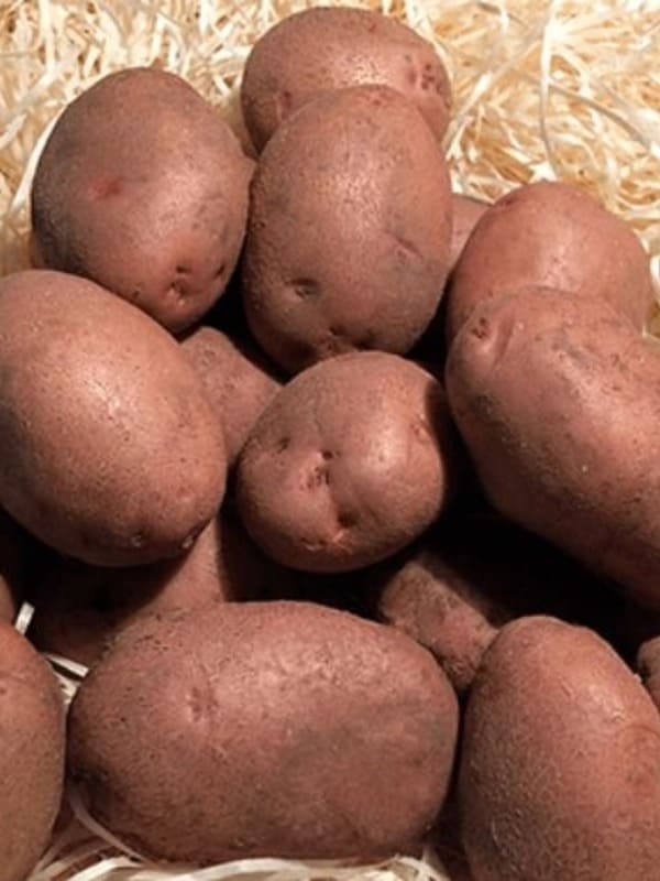  Семенной картофель Эволюшн ранний 1 кг