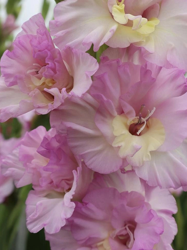 �������� Magenta Princess ���������� 10/12