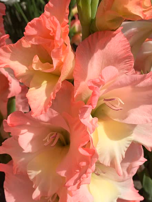 ��������� Careless 10/12 