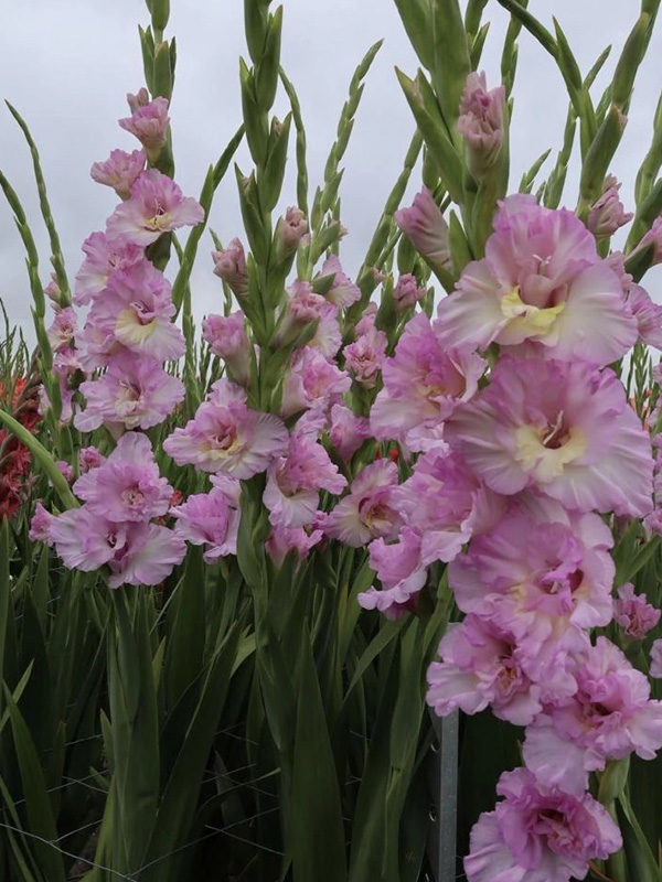 �������� Magenta Princess ���������� 10/12