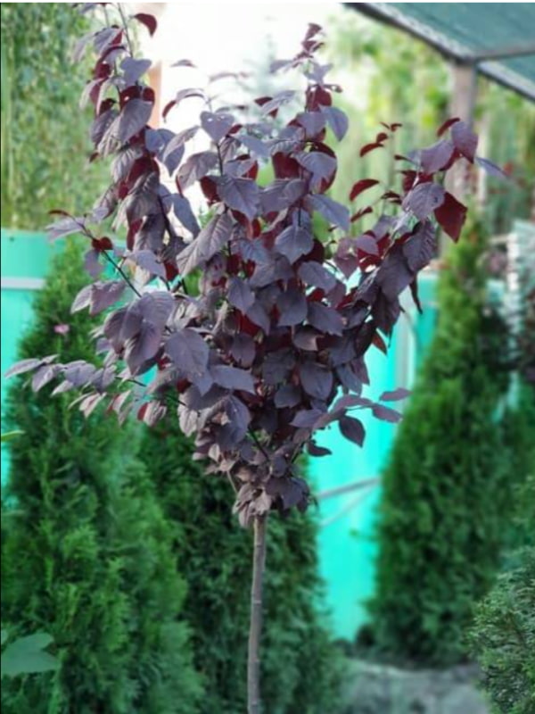 ����� ������������� �������� 160-200 ��