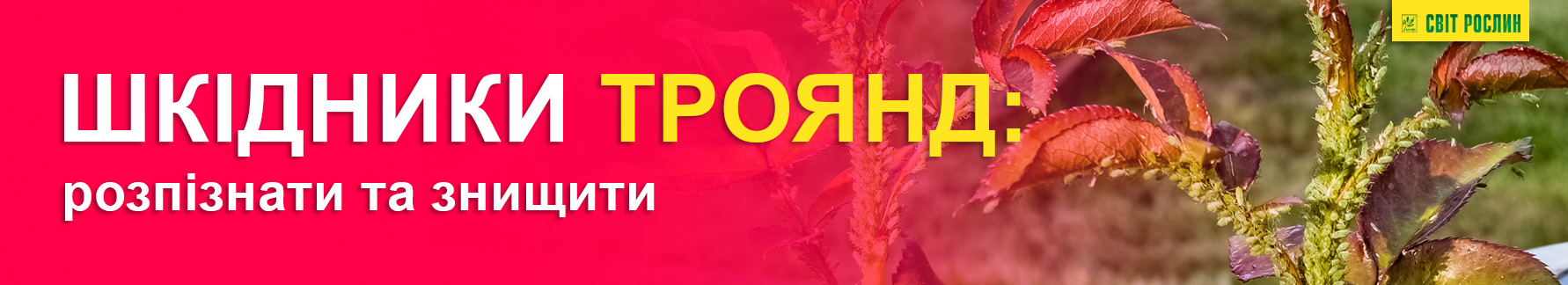 Вредители роз: распознать и уничтожить Вредители роз: распознать и уничтожить