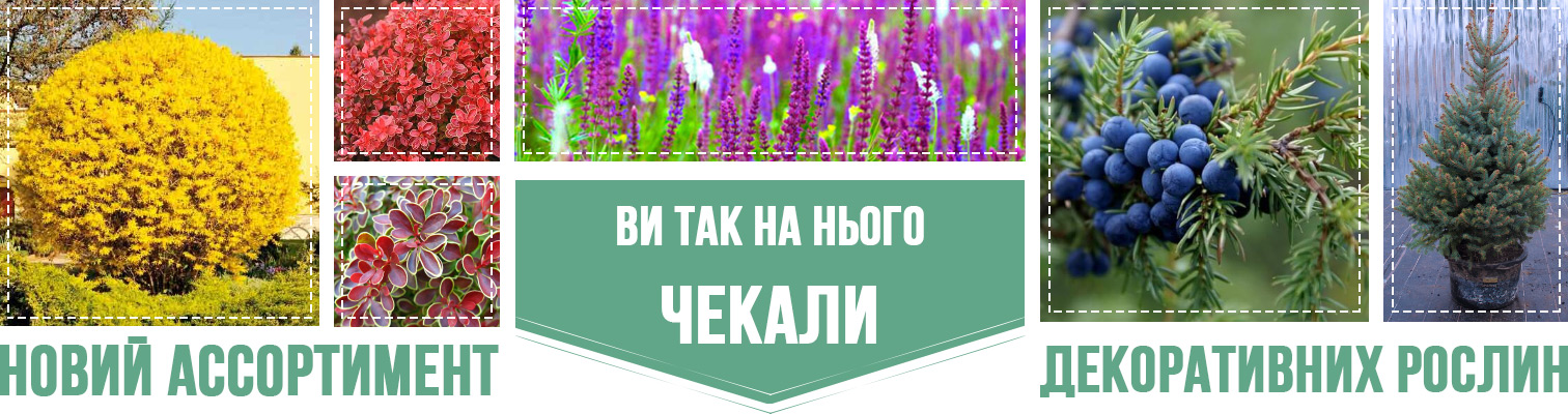 Ви так чекали на нього – Новий асортимент саджанців декоративних культур! Ви так чекали на нього – Новий асортимент саджанців декоративних культур!