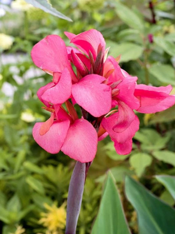 ����� Empire 