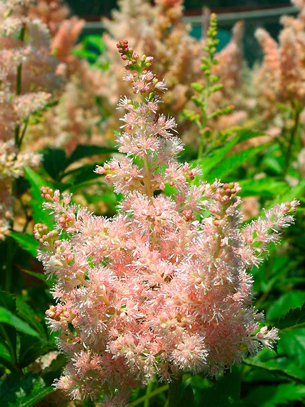 �������� Liliput 