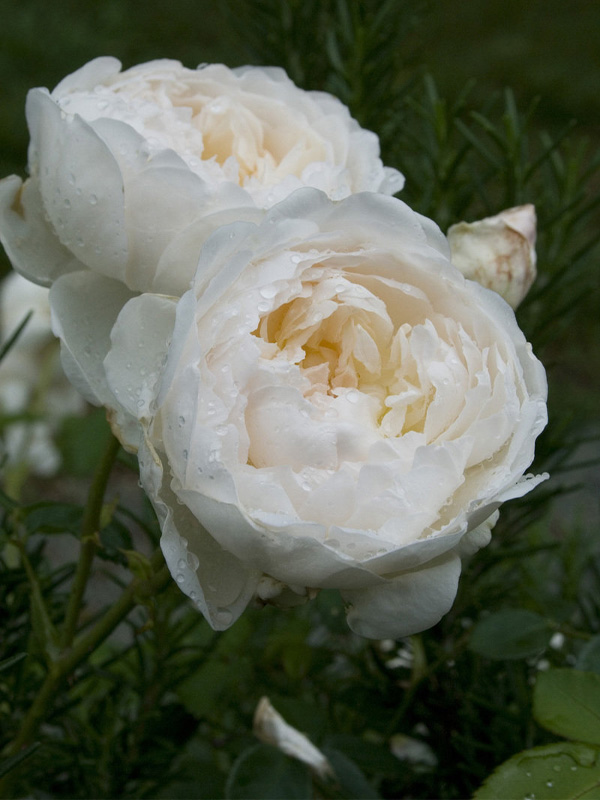     (Glamis Castle)