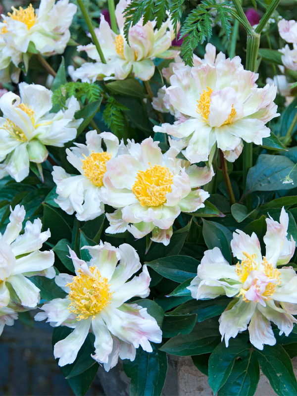 ϳ   (Green Lotus) 2/3