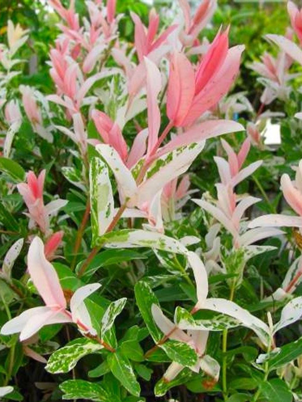 ��� ������������� ������ ������ (Hakuro-nishiki) �2