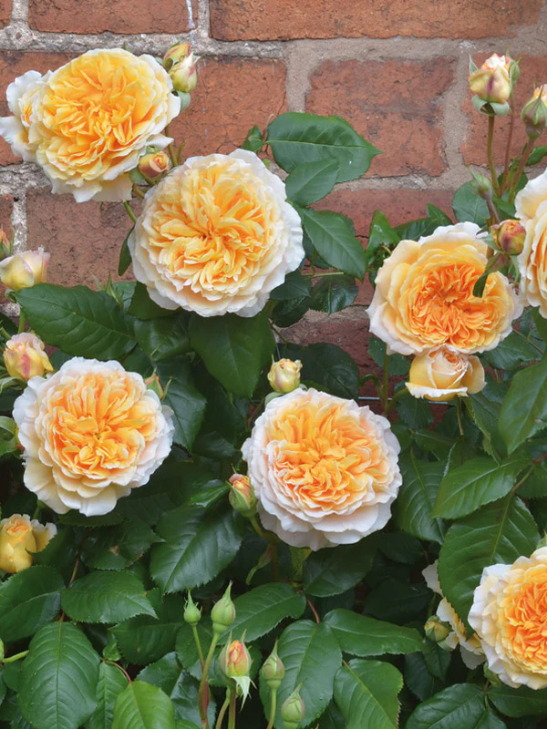     (Princess Margareta)