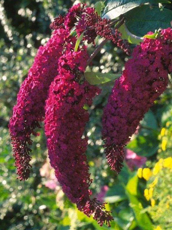 ������ ������ ���� ��� (Royal Red) 3 �